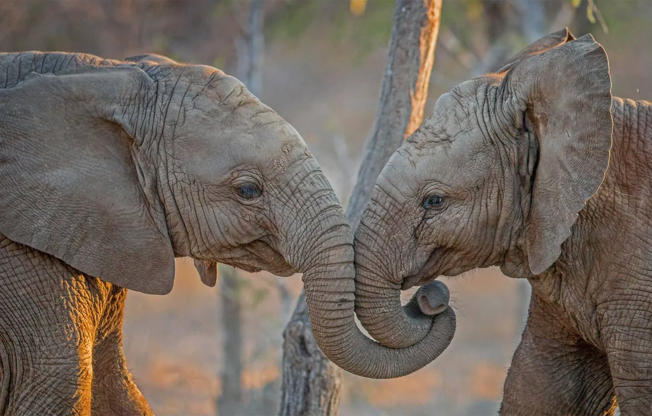 Photo wallpaper Africa, elephants, South Africa, Kapama Private Game Reserve