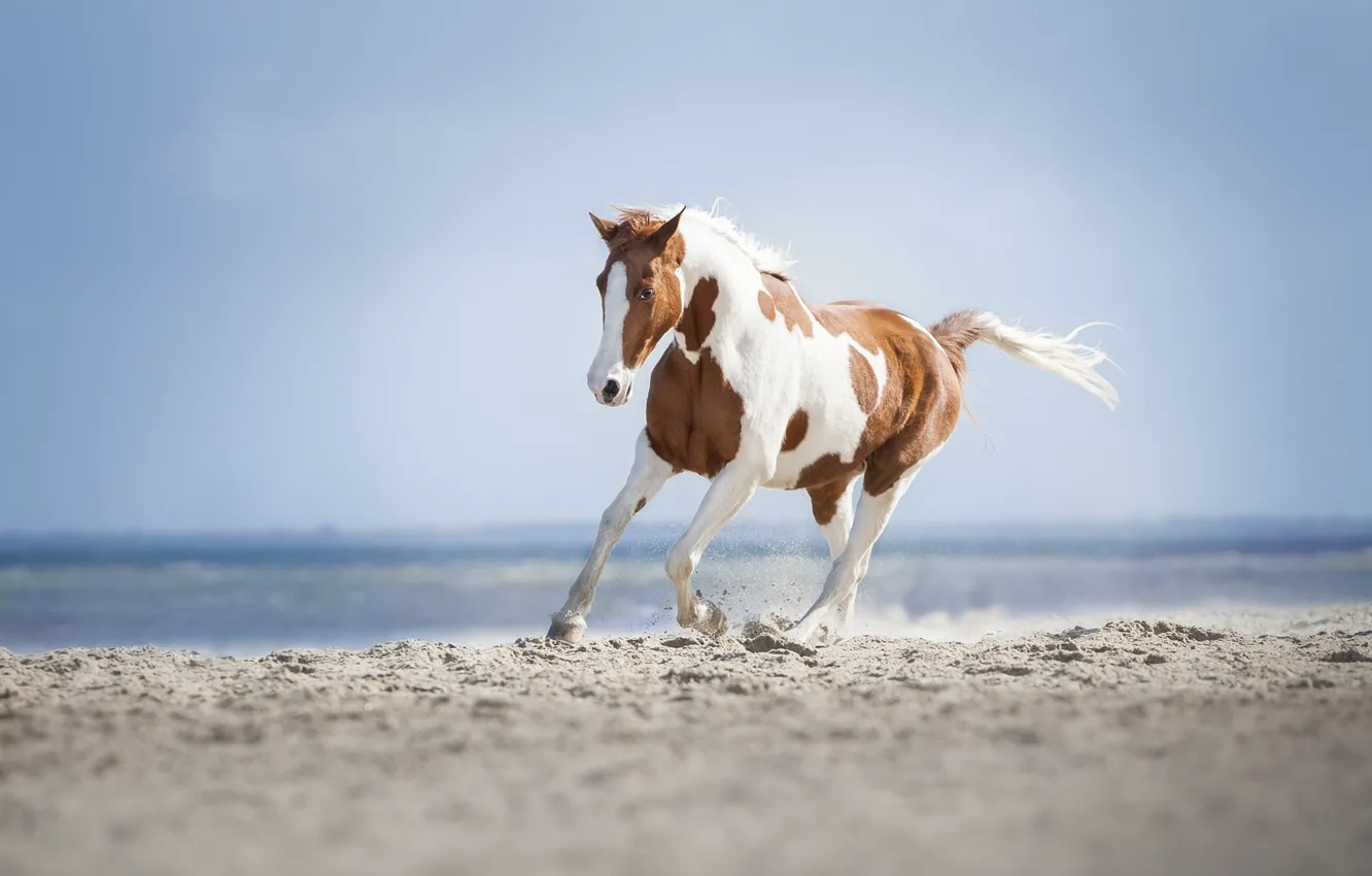 Photo wallpaper sea, horse, shore