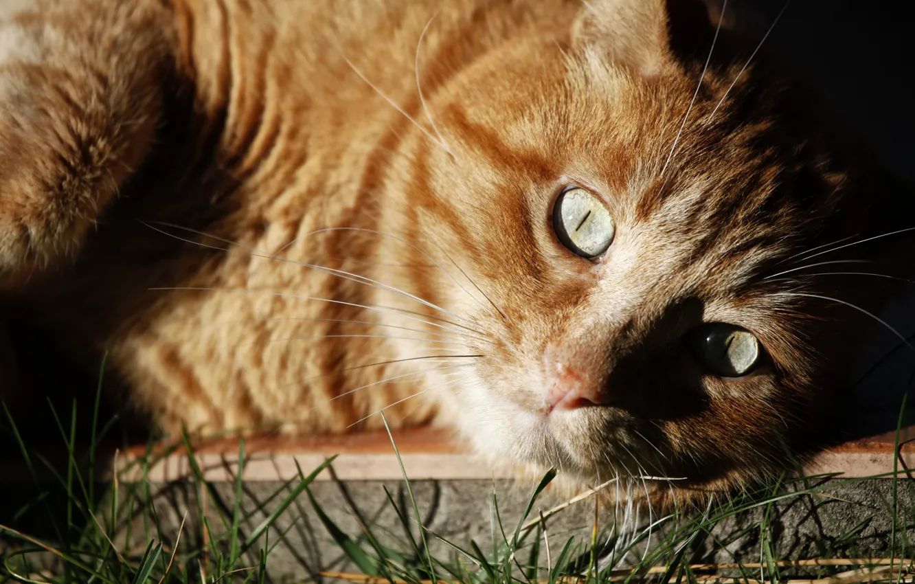 Photo wallpaper cat, grass, eyes, cat, look, face, light, close-up