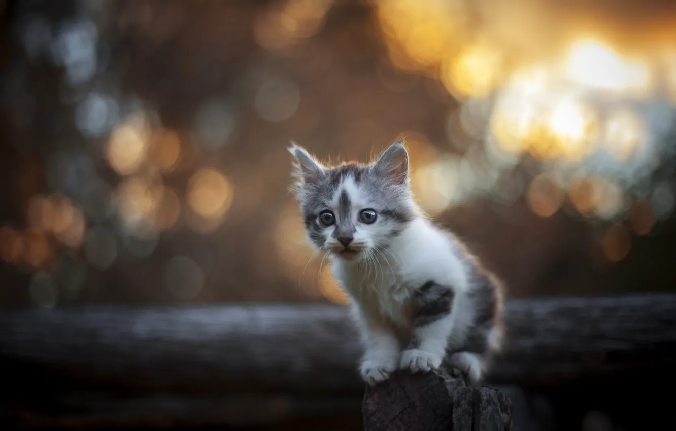 Photo wallpaper look, baby, kitty, bokeh