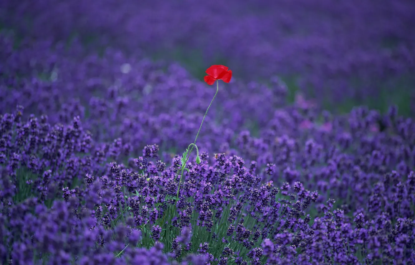 Photo wallpaper field, flowers, Mac, lavender