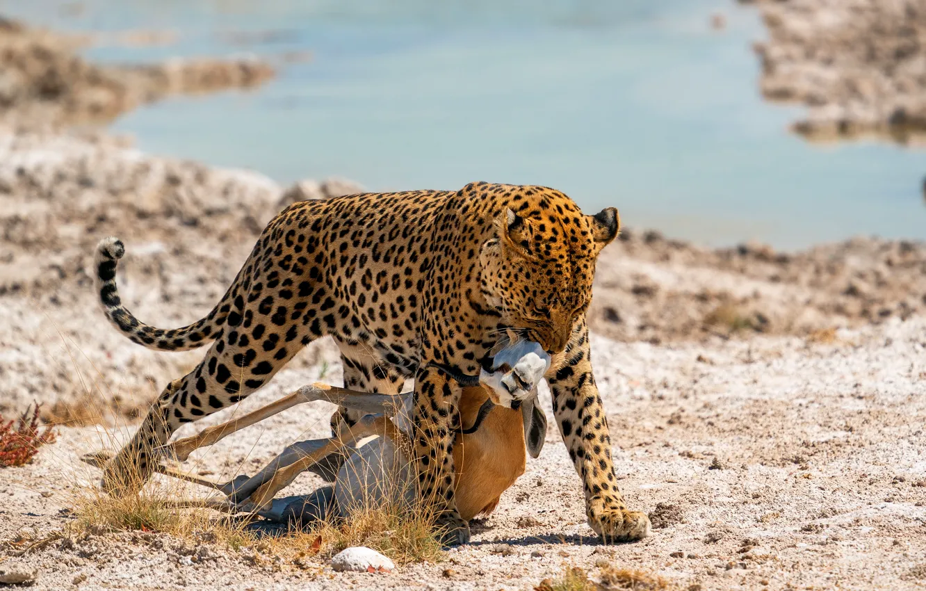 Photo wallpaper shore, leopard, pond, Gazelle, mining