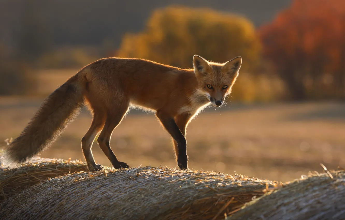 Photo wallpaper field, autumn, forest, Fox, hay