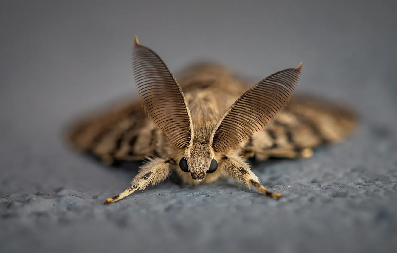 Photo wallpaper macro, antennae, moth