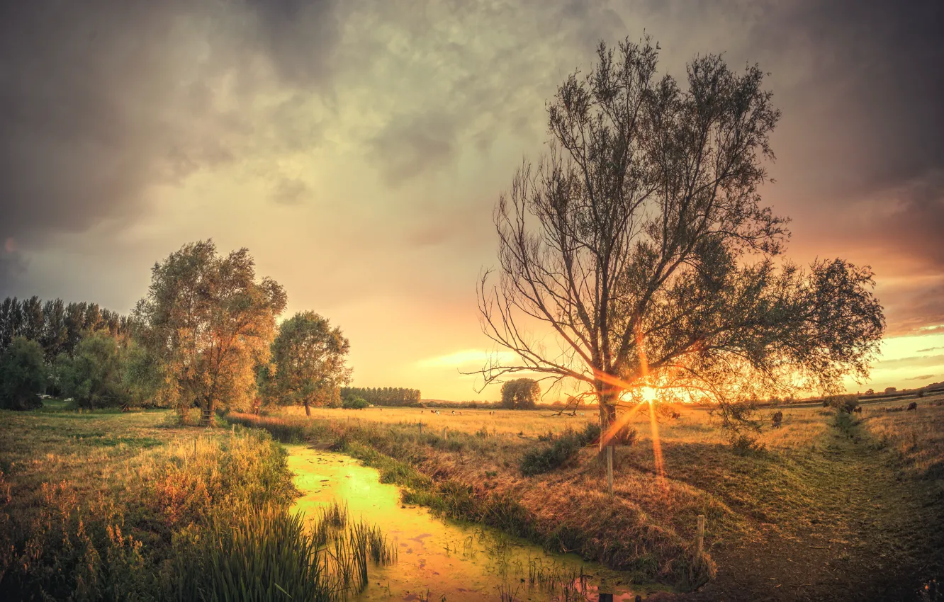 Photo wallpaper field, trees, stream, cows
