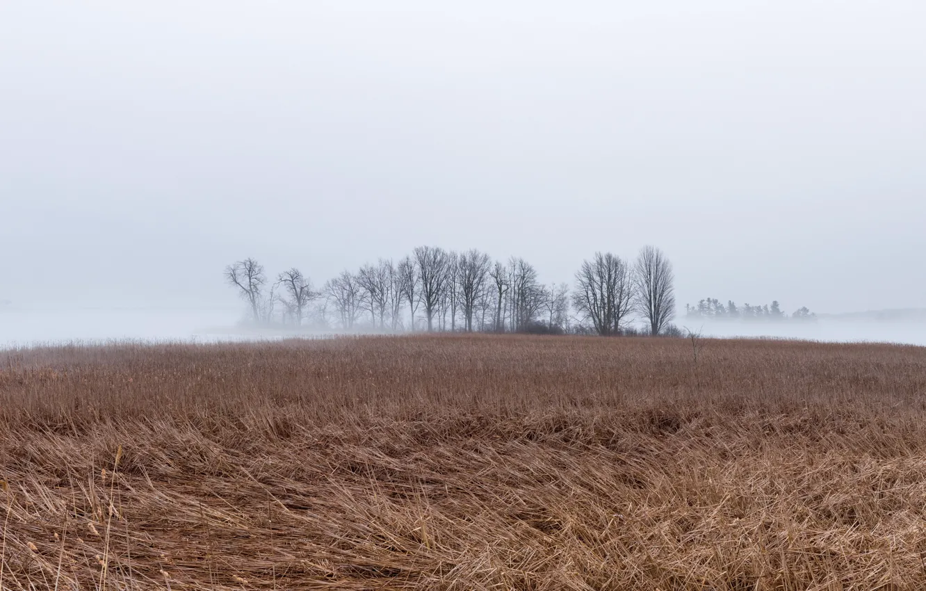 Photo wallpaper field, autumn, fog