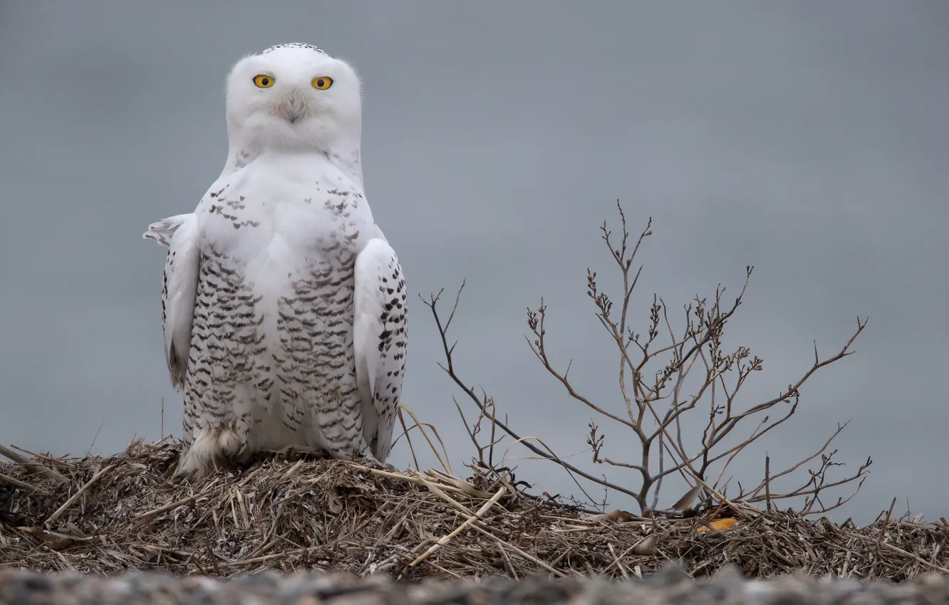 Photo wallpaper branches, background, owl, bird, snowy owl