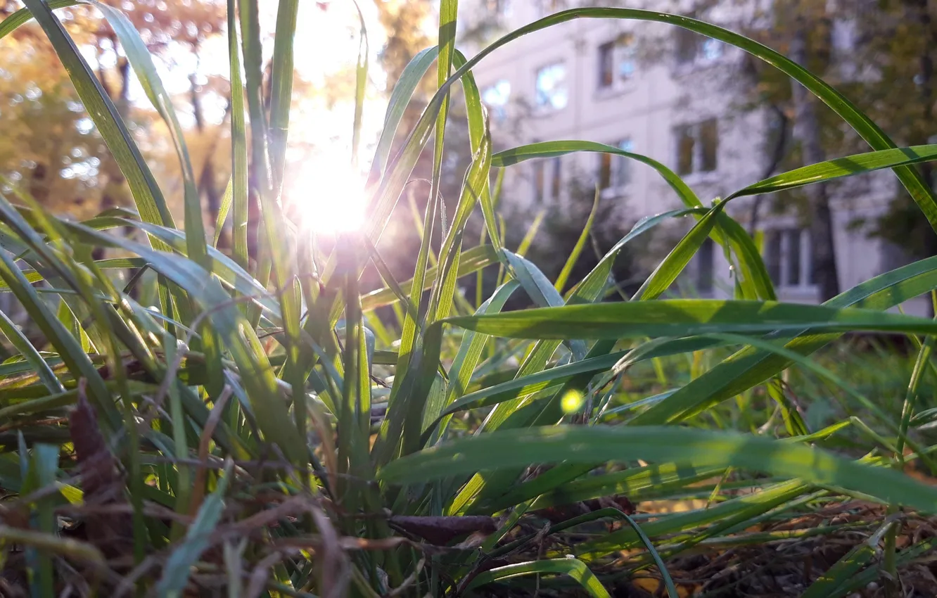 Photo wallpaper Park, sunlight, The last pot