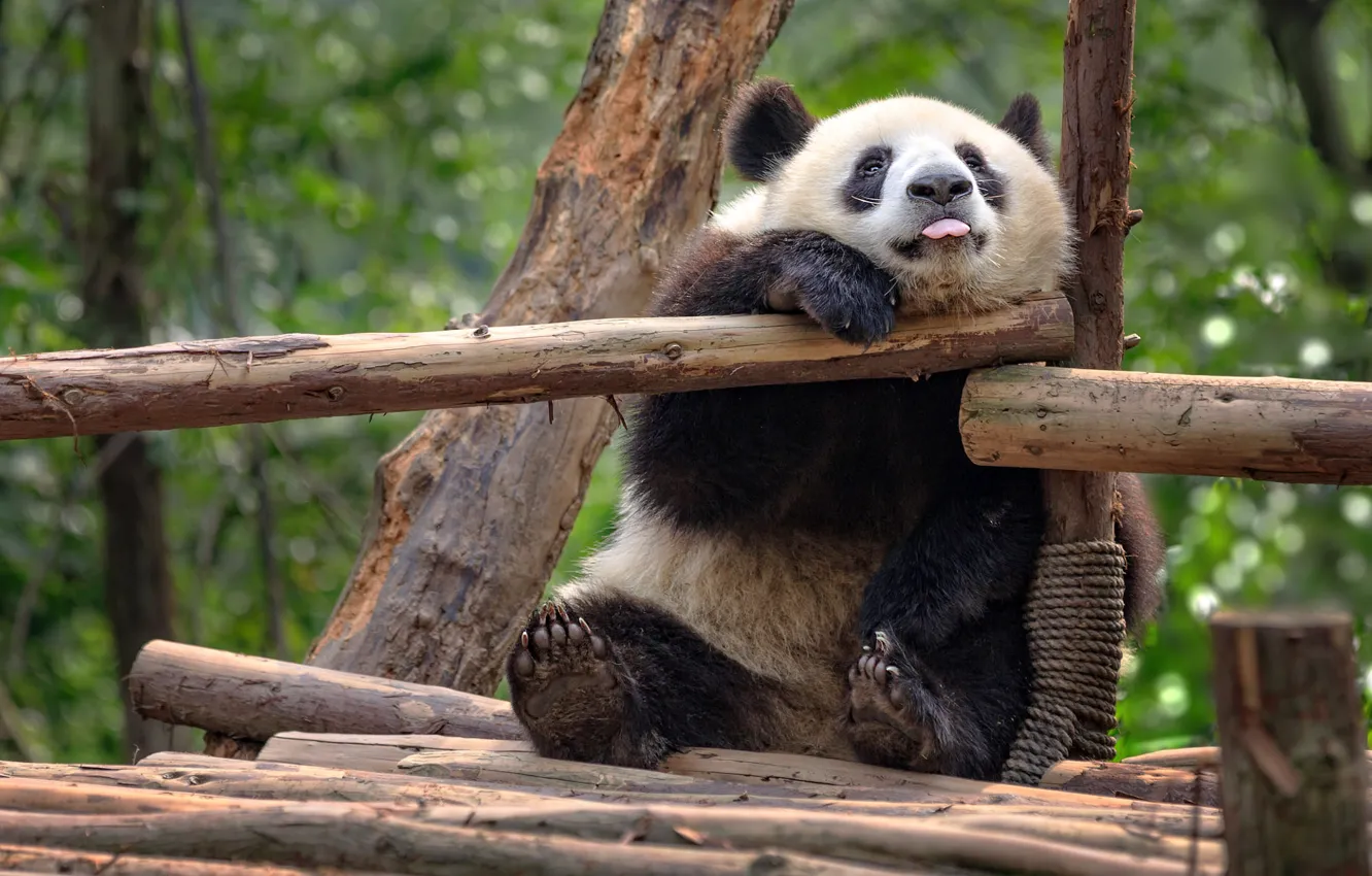 Photo wallpaper trees, nature, animal, bear, Panda, log