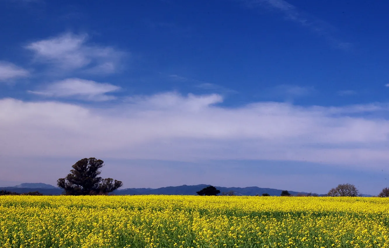 Photo wallpaper field, summer, the sky, clouds, trees, flowers, blue, Nature