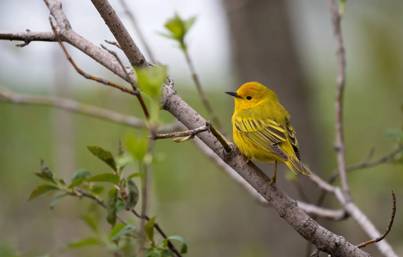 Photo wallpaper greens, leaves, trees, branches, yellow, nature, background, bird