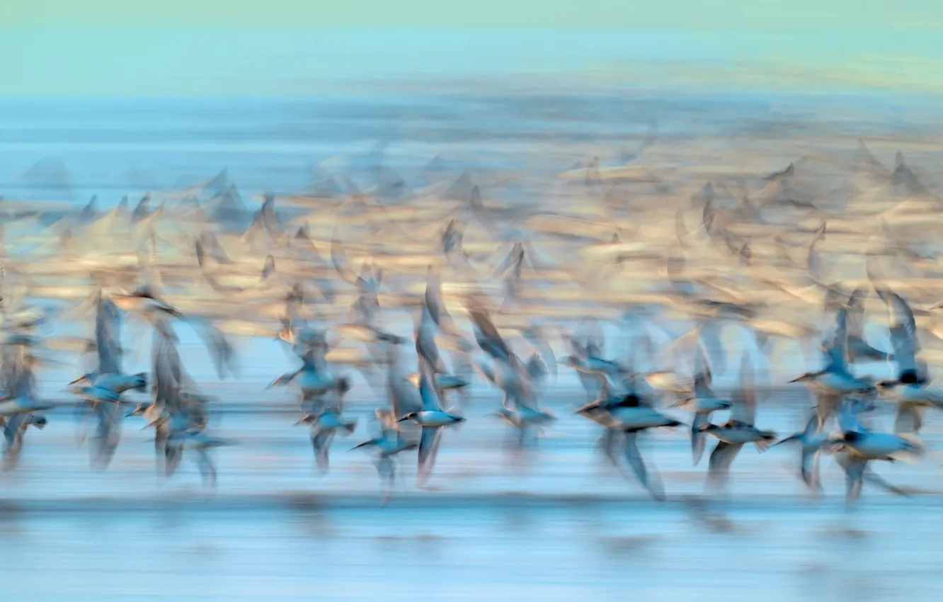 Photo wallpaper bird, France, pack, Vendee, Dunlin