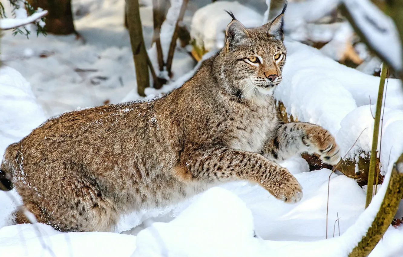 Photo wallpaper winter, snow, jump, lynx