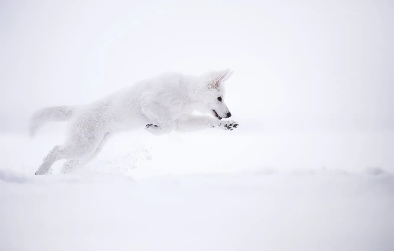 Photo wallpaper snow, each, dog