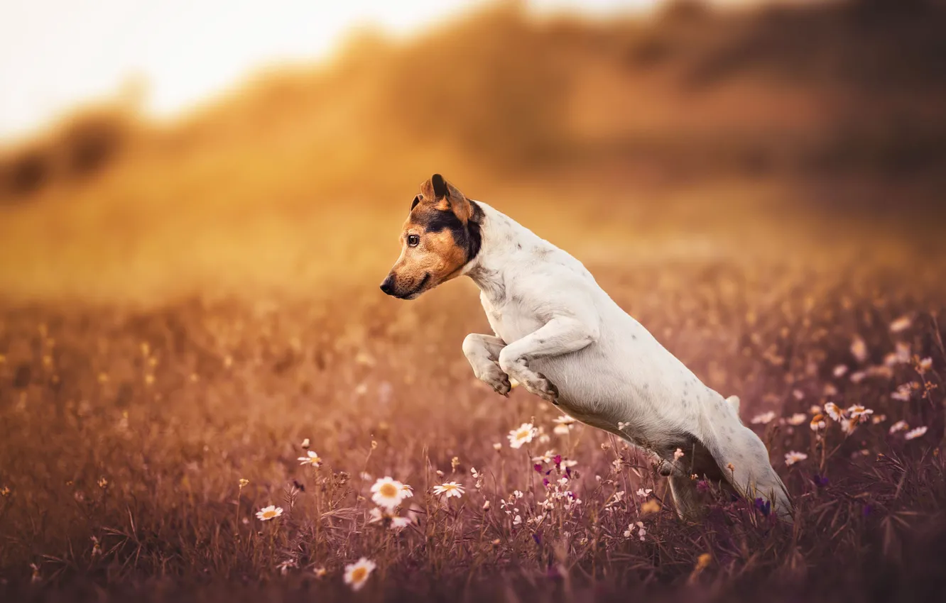 Photo wallpaper field, white, summer, grass, flowers, nature, pose, jump