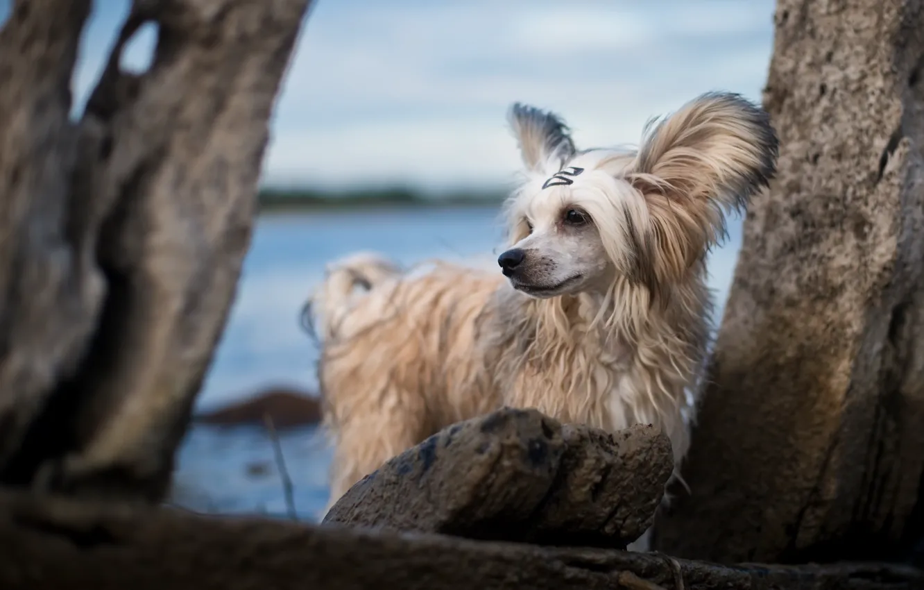 Photo wallpaper look, each, dog