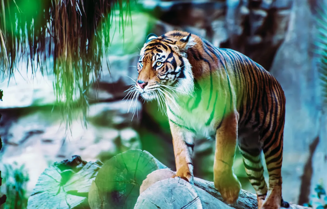 Photo wallpaper look, tiger, pose, glare, stones, is, zoo, logs