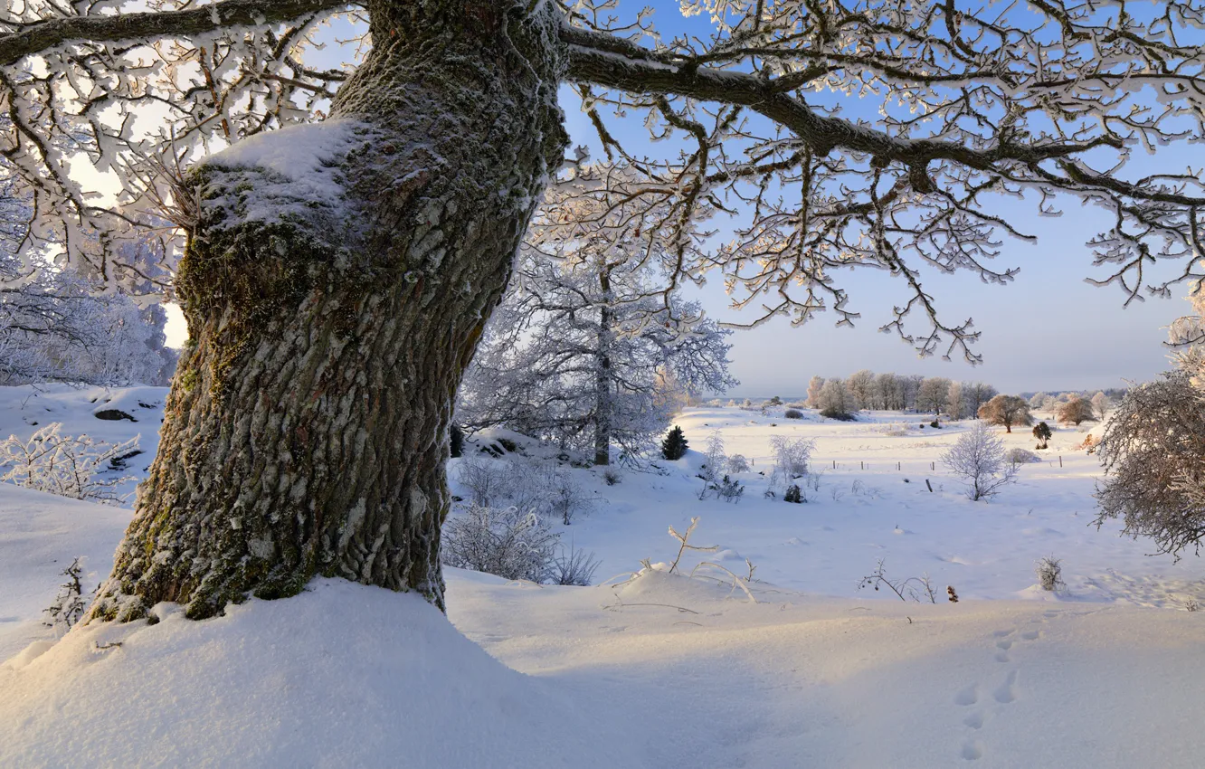 Photo wallpaper winter, snow, trees, Sweden, Sweden, Sodermanland, Vagnhärad
