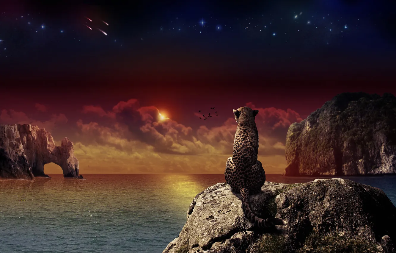 Photo wallpaper leopard, kitty, Another day in paradise