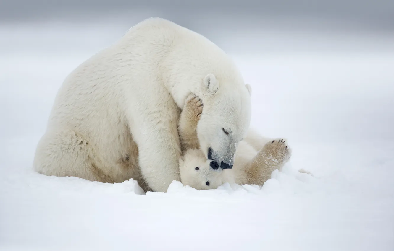Photo wallpaper snow, the game, bear, polar bear, Arctic