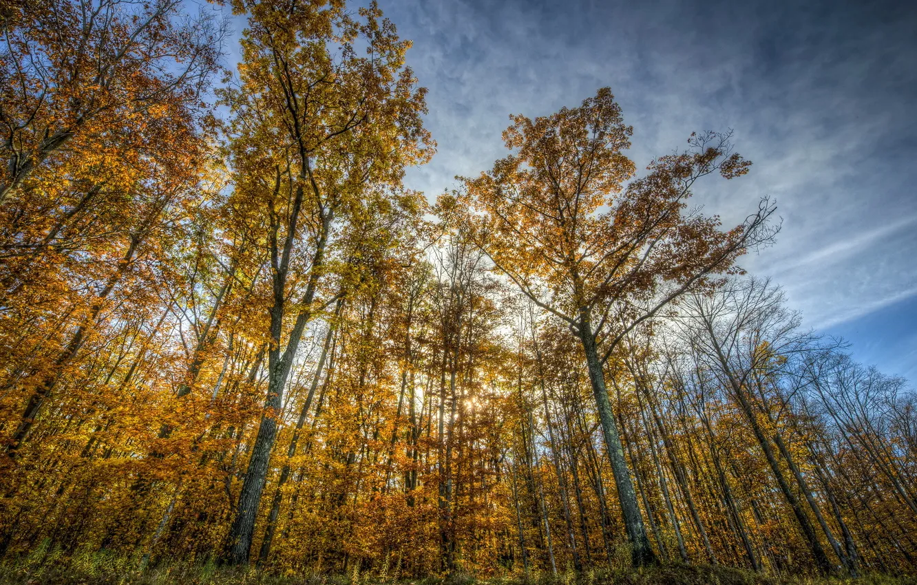 Photo wallpaper autumn, trees, nature