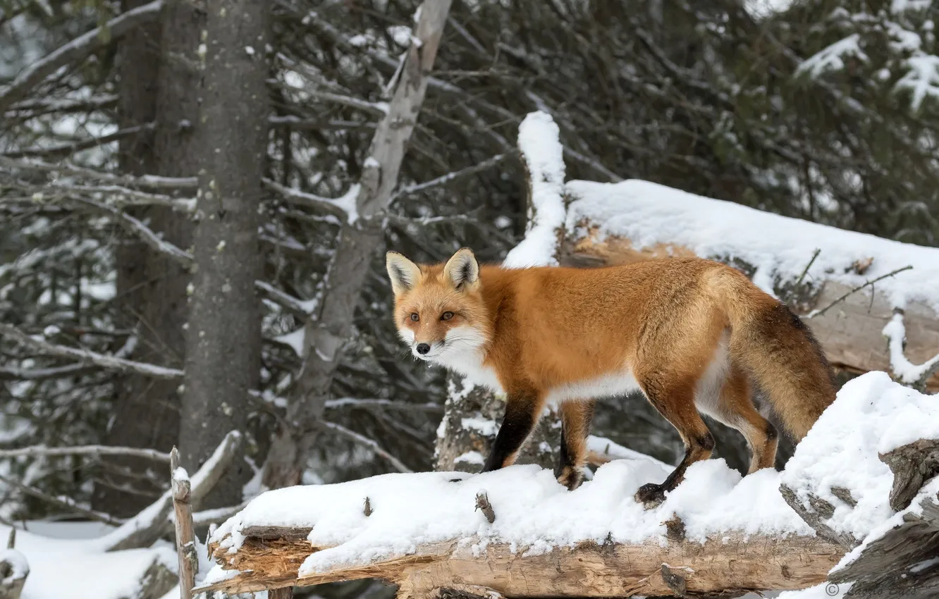 Photo wallpaper forest, snow, trees, predator, Fox, red, Fox
