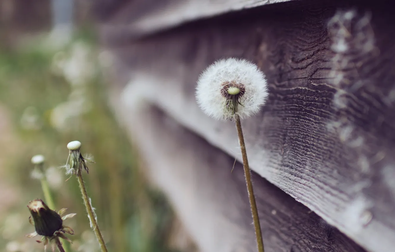 Photo wallpaper macro, nature, dandelion