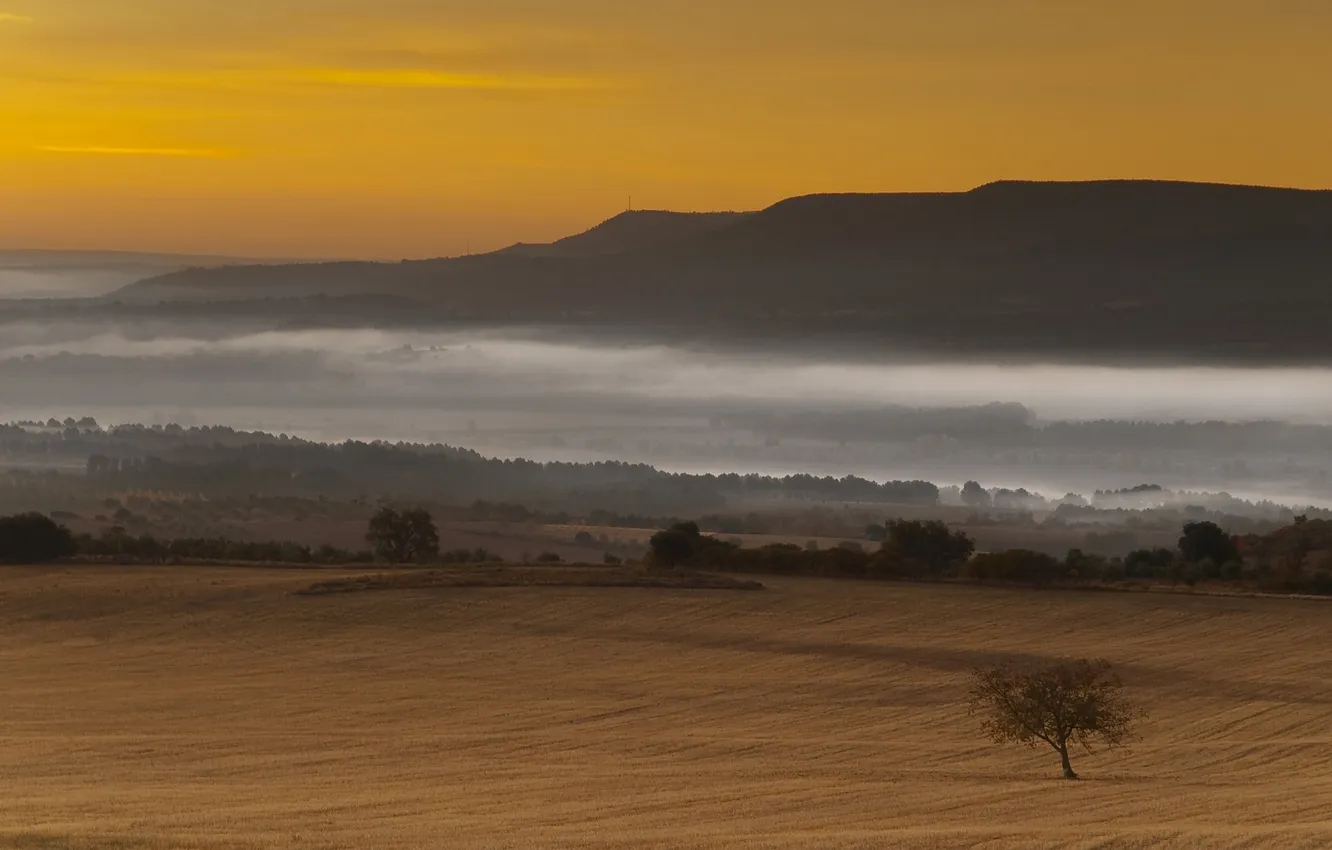 Photo wallpaper field, landscape, fog, tree, hills