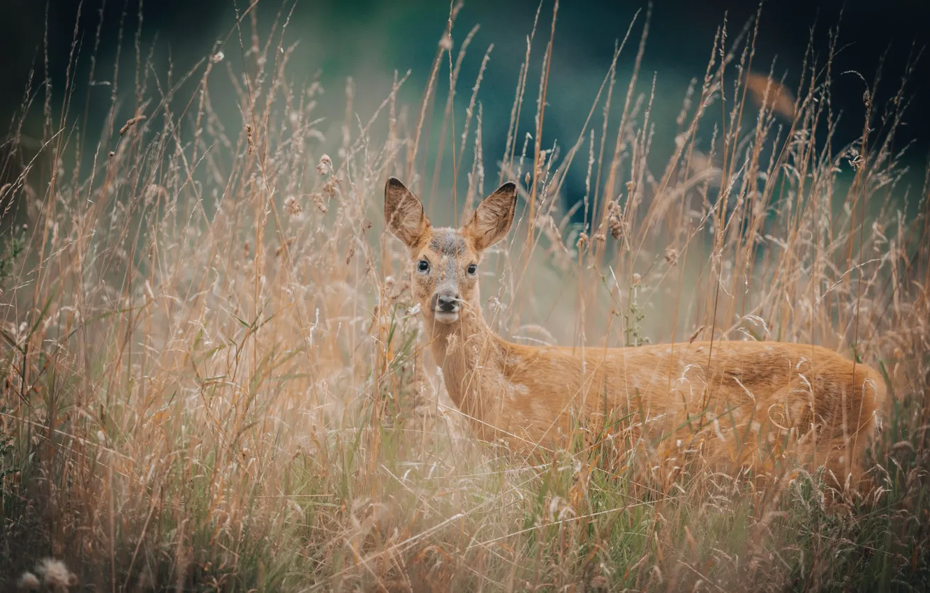 Photo wallpaper animal, deer, wild, GRAS, Jonny Gios