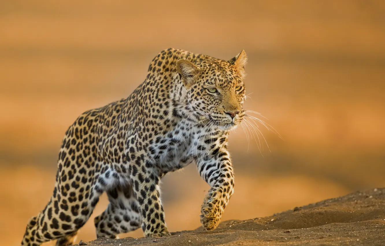 Photo wallpaper look, background, wild cat