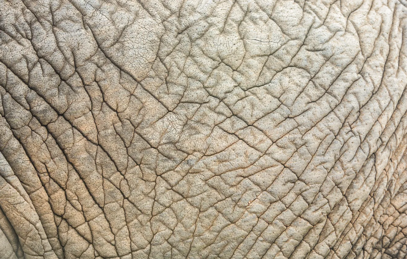 Photo wallpaper background, texture, Elephant skin