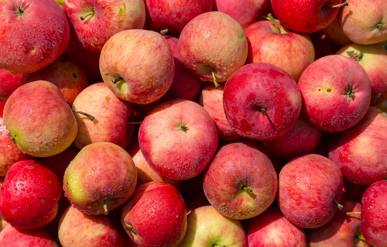 Photo wallpaper drops, apples, harvest, red, fruit, a lot, fresh