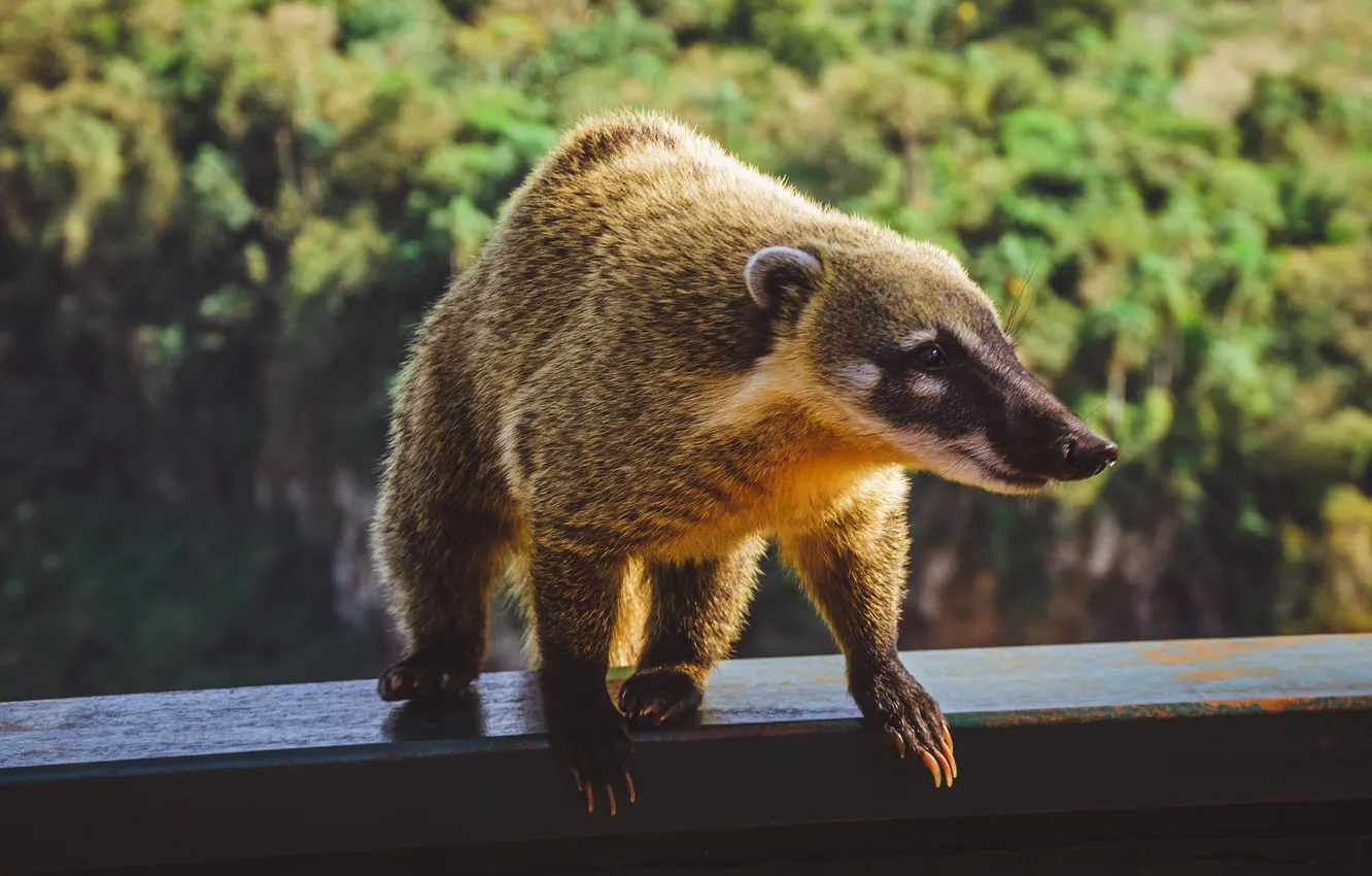 Photo wallpaper look, pose, nose, the fence, railings, balcony, face, bokeh