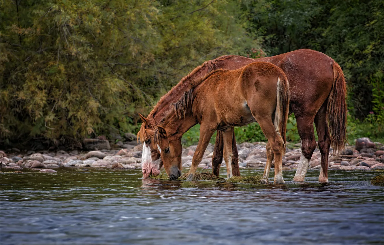 Photo wallpaper horse, drink, mother, shore, glade, pair, river, water