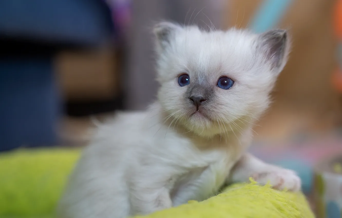 Photo wallpaper cat, white, look, pose, sweetheart, baby, kitty, face
