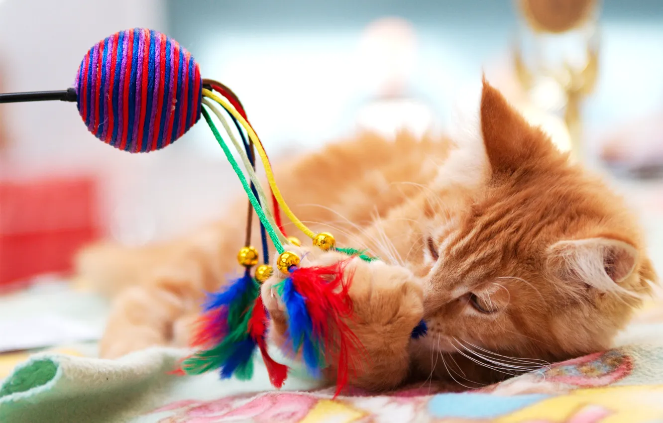 Photo wallpaper cat, cat, toy, the game, paws, feathers, lies, red