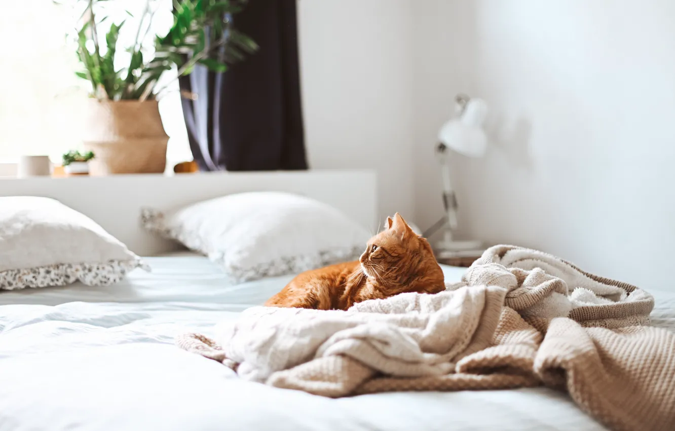 Photo wallpaper cat, cat, look, pose, room, bed, red, bed