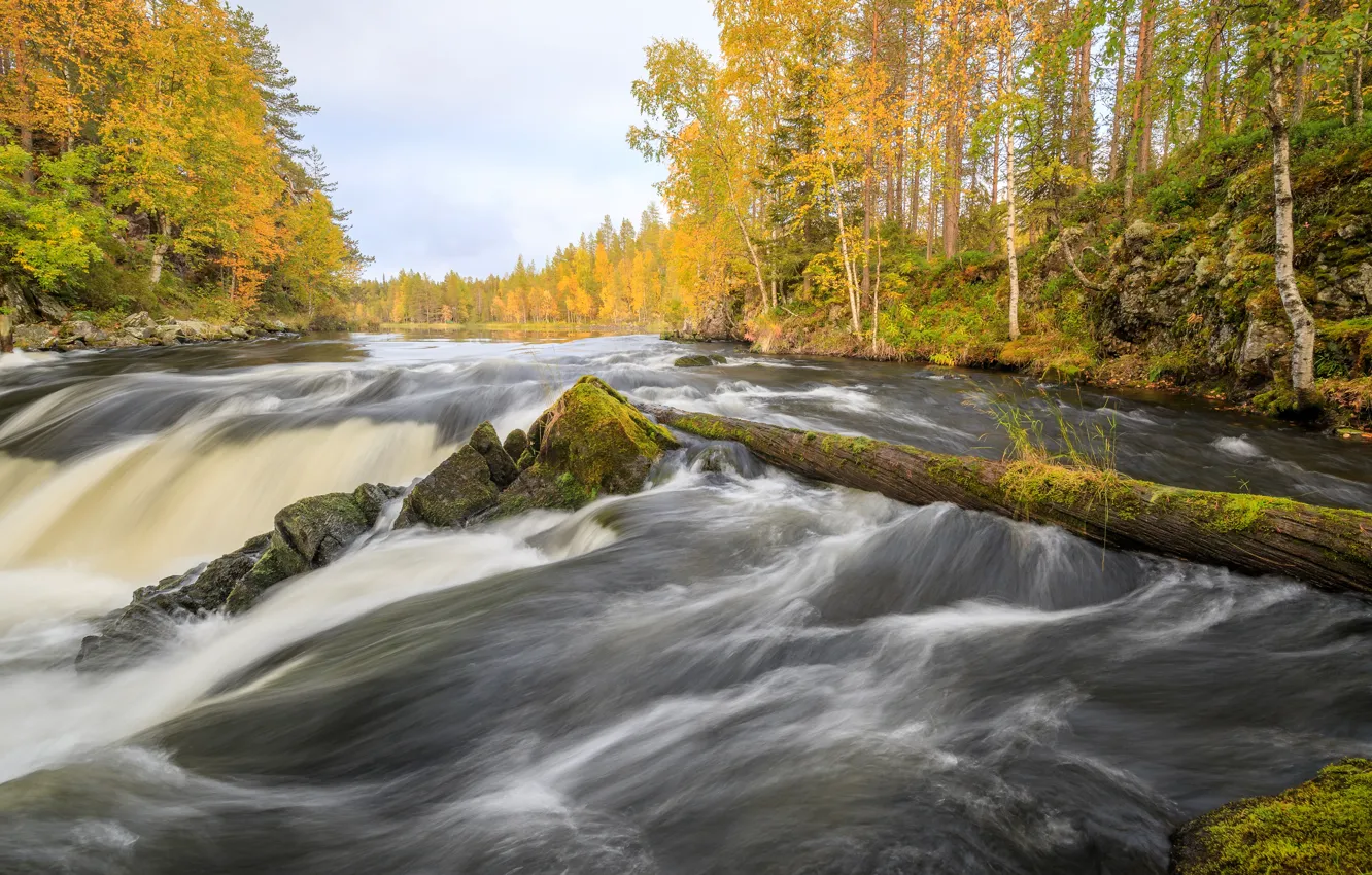 Photo wallpaper autumn, forest, stream, pond