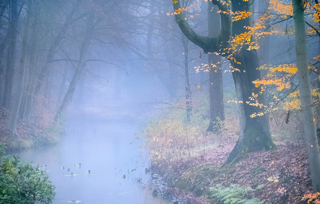 Photo wallpaper autumn, forest, trees, nature, fog, bird, shore, foliage