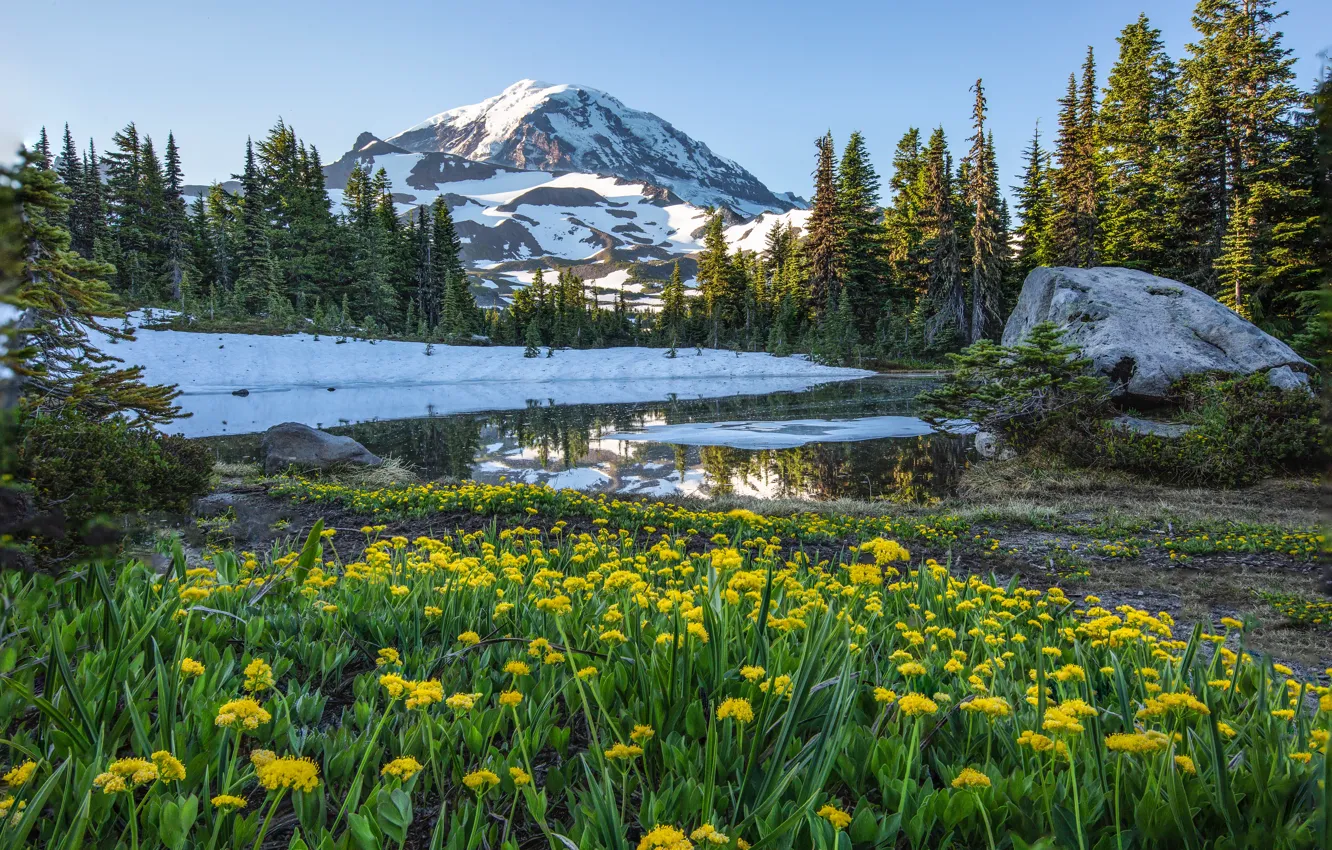 Photo wallpaper forest, snow, flowers, mountains, yellow, spring, meadow