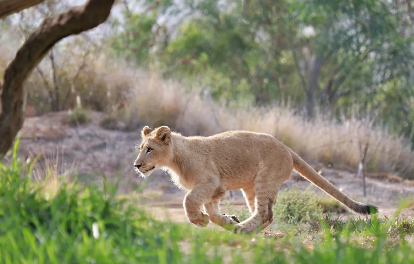 Photo wallpaper running, cub, wild cat, lion
