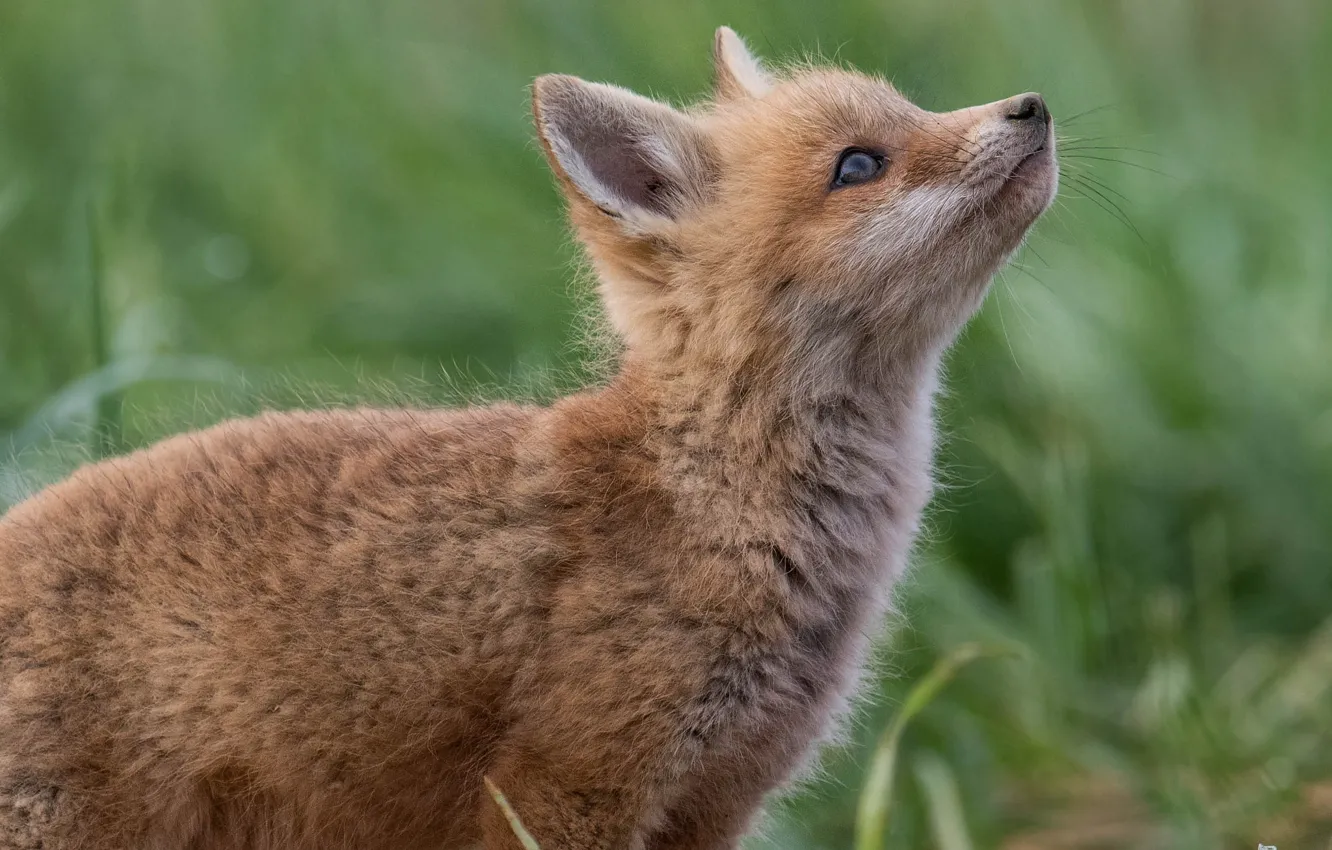 Photo wallpaper red, muzzle, Fox, cub, bokeh, Fox