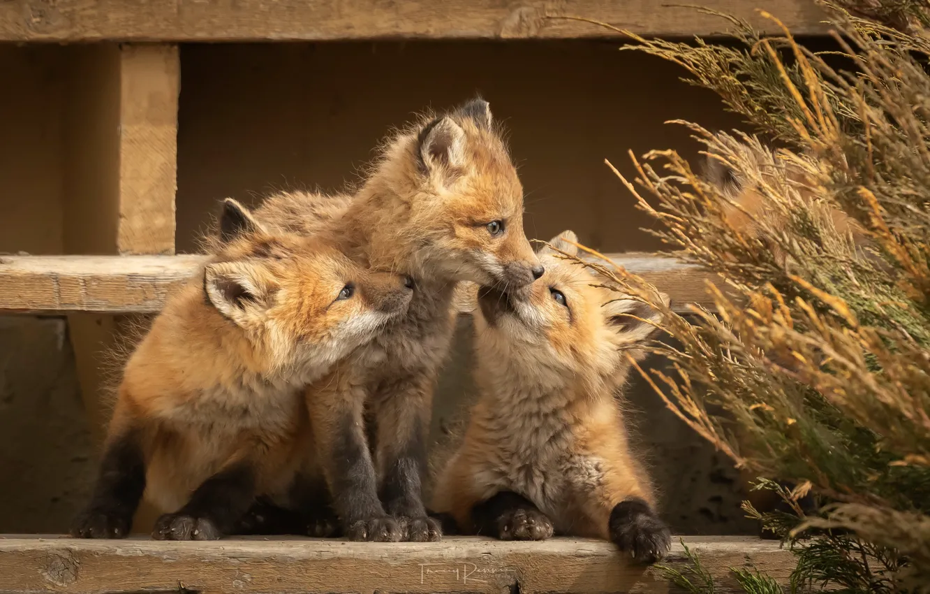 Photo wallpaper nature, animals, Fox