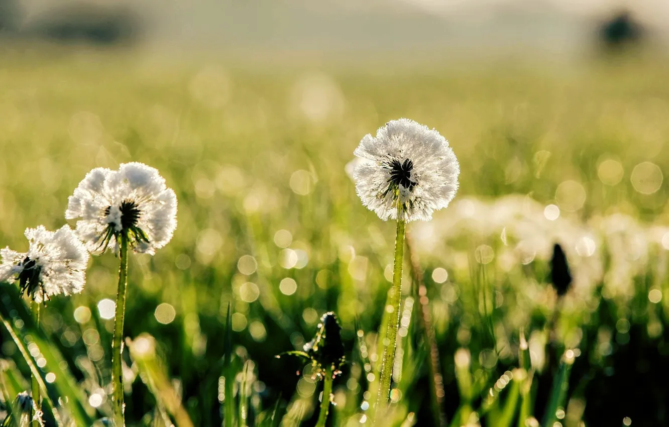 Wallpaper Greens Grass The Sun Macro Nature Rosa Background