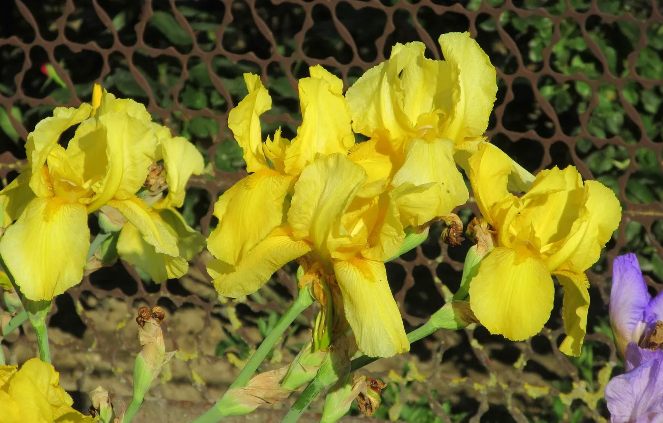 Photo wallpaper flowers, irises, yellow, spring 2018, Meduzanol ©