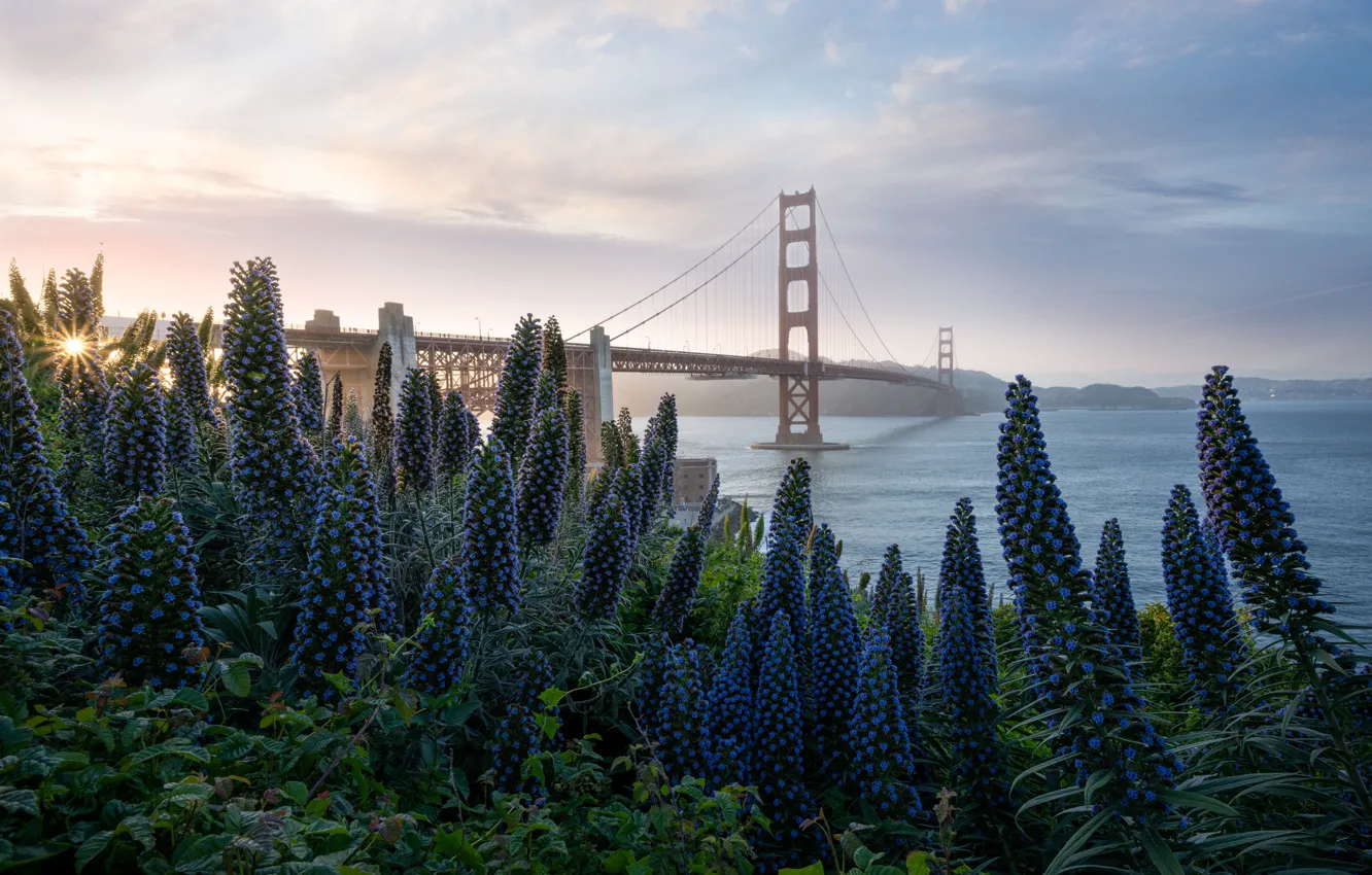 Photo wallpaper flowers, bridge, shore, San Francisco, Golden gate, pond, the Golden Gate bridge
