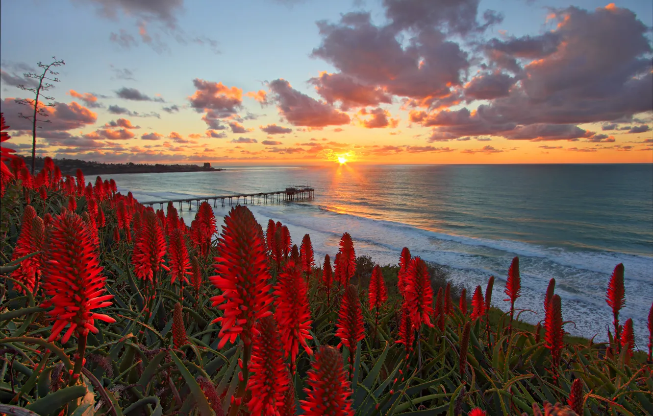 Photo wallpaper beach, the sun, flowers, the ocean, dawn, slope, horizon, red