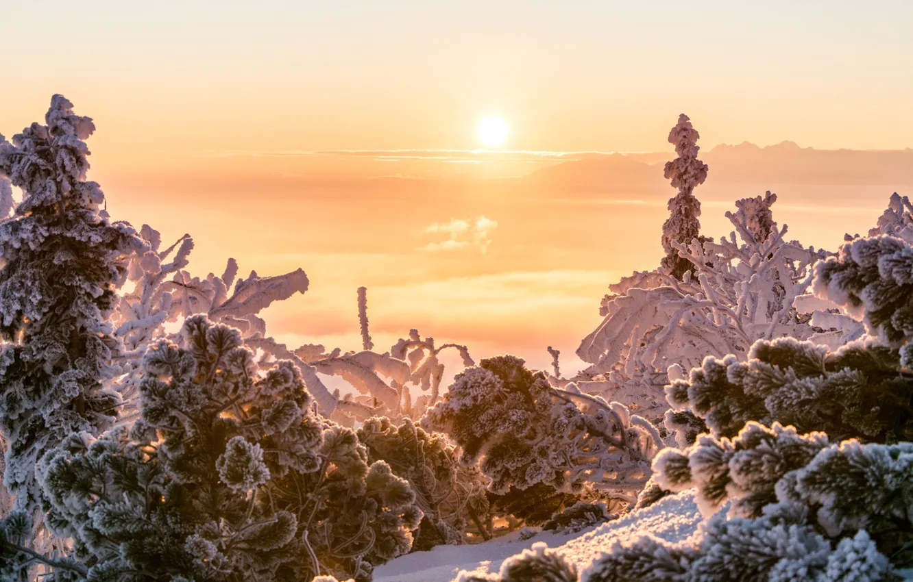 Photo wallpaper winter, frost, the sky, the sun, clouds, light, snow, trees