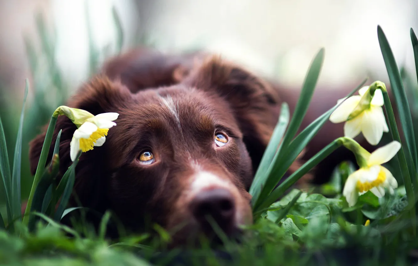 Photo wallpaper flowers, dog, daffodils, Spring dreams