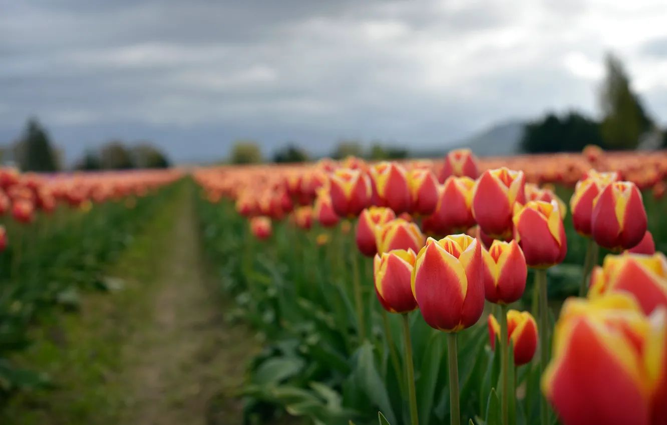Photo wallpaper field, flowers, red, spring, tulips, buds, bokeh